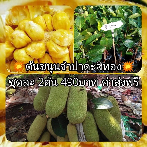 ต้นขนุนจำปาดะ ชุดละ2ต้นส่งฟรี | เมล็ดพันธุ์การเกษตร - สีชมพู ขอนแก่น