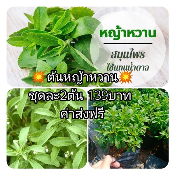 ต้นหญ้าหวาน ชุดละ2ต้นส่งฟรี | เมล็ดพันธุ์การเกษตร - สีชมพู ขอนแก่น