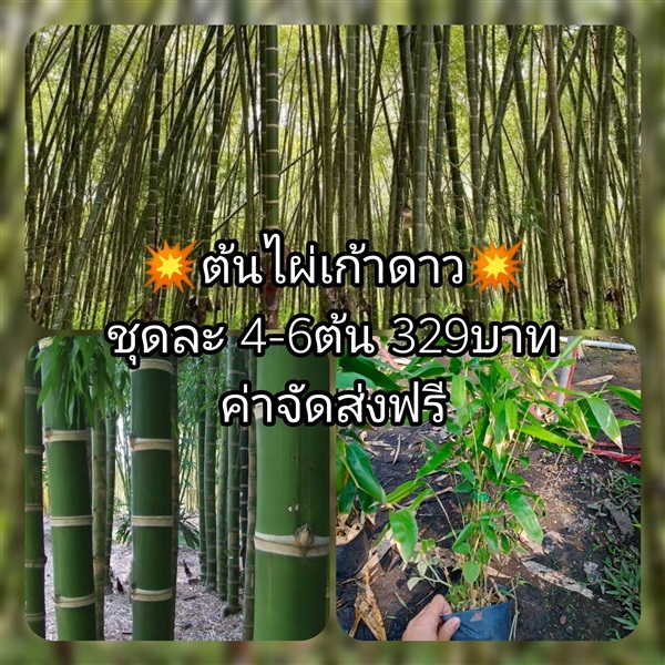 ต้นไผ่เก้าดาว ชุดละ4-6ต้น ค่าจัดส่งฟรี | เมล็ดพันธุ์การเกษตร - สีชมพู ขอนแก่น