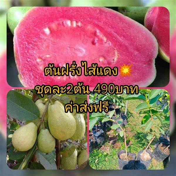 ต้นฝรั่งไส้แดงฮาวาย (บิวมองท์) ชุดละ2ต้นส่งฟรี | เมล็ดพันธุ์การเกษตร - สีชมพู ขอนแก่น