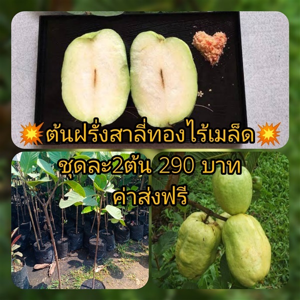 ต้นฝรั่งสาลี่ทองไร้เมล็ด ชุดละ2ต้นส่งฟรี | เมล็ดพันธุ์การเกษตร - สีชมพู ขอนแก่น