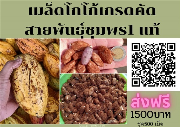 เมล็ดโกโก้ ชุด 500 เมล็ดส่งฟรี1500 บาท สายพันธุ์ชุมพร1แท้  | สนั่นดังกล้าต้นไม้ - เมืองชุมพร ชุมพร