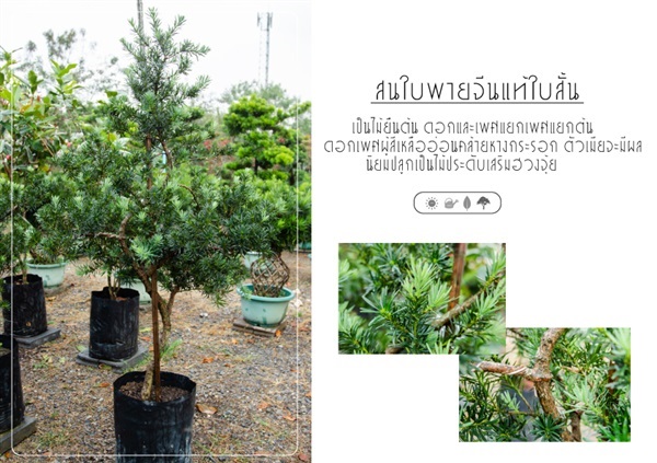 สนใบพายจีนแท้ใบสั้น | บริษัท กิมการ์เด้นโฮลดิ้ง จำกัด (สำนักงานใหญ่) - บางใหญ่ นนทบุรี