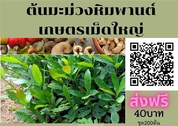 ต้นมะม่วงหิมพานต์เกษตร ชุด200 ต้นต้นละ 40 ส่งฟรี เม็ดใหญ่ 