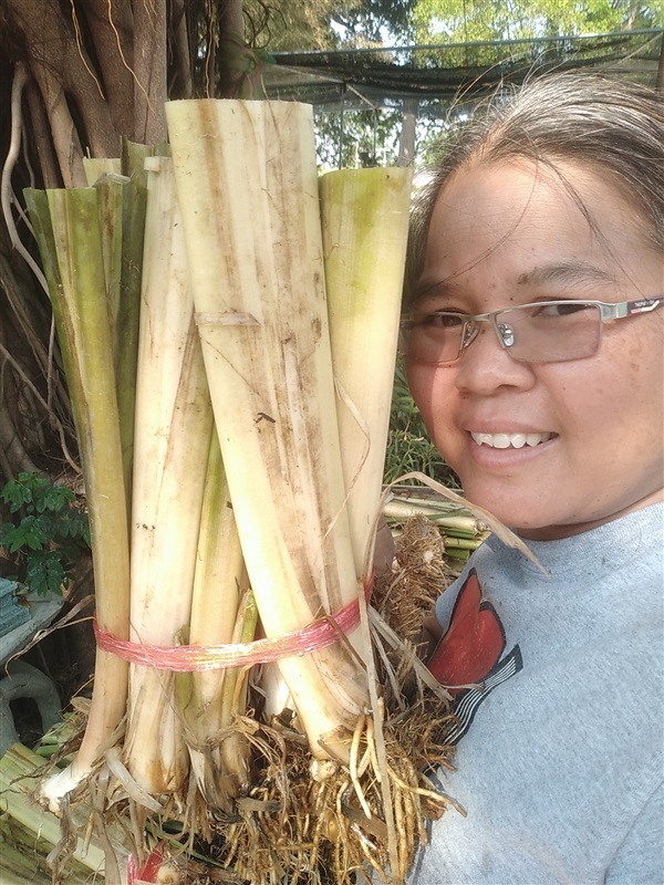 ขายพันธุ์ธูปฤาษี | เมล็ดพันธุ์ดี เกษตรวิถีไทย - เมืองระยอง ระยอง