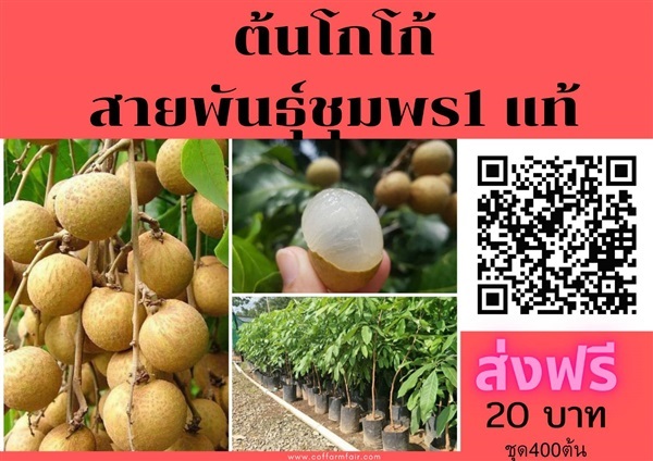 ขายต้นลำไยพันธุ์อีดอร์แท้ ตอนกิ่ง ส่งฟรี ชุด150ต้นต้นละ90 | สนั่นดังกล้าต้นไม้ - เมืองชุมพร ชุมพร