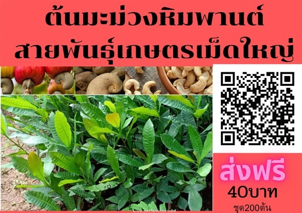 ขายต้นมะม่วงหิมพานต์เกษตรส่งฟรี ชุด200 ต้นต้นละ 40 เม็ดใหญ่  | สนั่นดังกล้าต้นไม้ - เมืองชุมพร ชุมพร