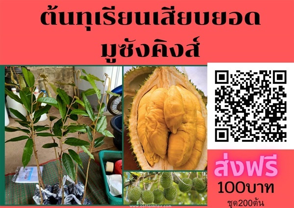 ขายต้นทุเรียนมูซังคิงแท้ ชุด200ต้น ต้นละ100 ส่งฟรี เสียบยอด  | สนั่นดังกล้าต้นไม้ - เมืองชุมพร ชุมพร