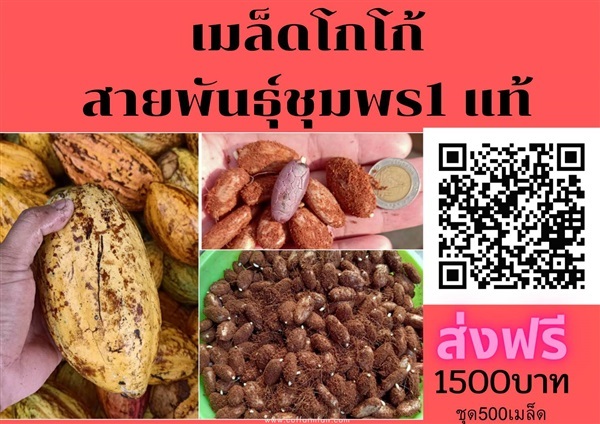 ขายเมล็ดโกโก้ ชุด 500 เมล็ดส่งฟรี1500 บาท สายพันธุ์ชุมพร1แท้ | สนั่นดังกล้าต้นไม้ - เมืองชุมพร ชุมพร