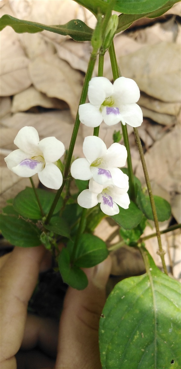 อ่อมแซ่บตัวผู้ | เมล็ดพันธุ์ดี เกษตรวิถีไทย - เมืองระยอง ระยอง