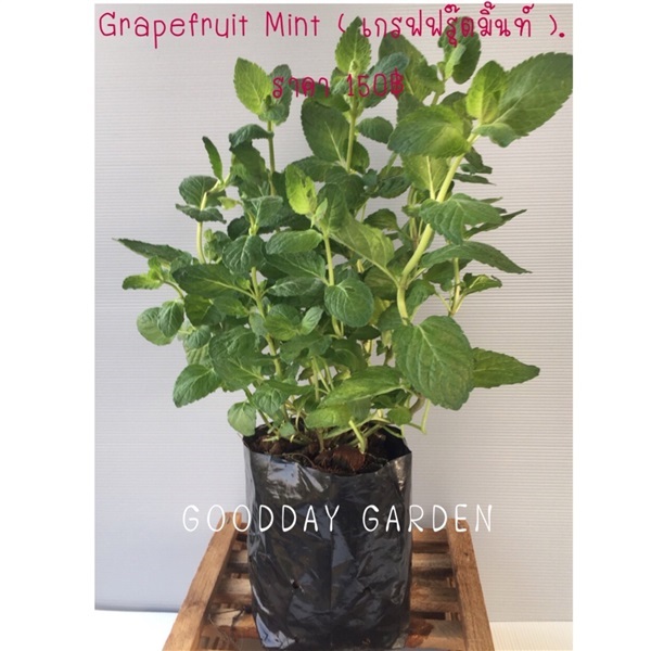 Grapefruit Mint  เกรฟฟรุ๊ตมิ้นท์  | กูดส์เดย์ การ์เด้น -  นนทบุรี