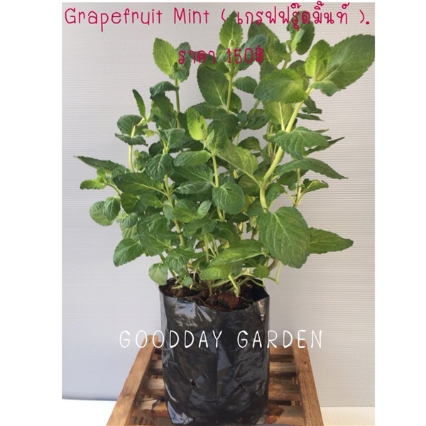 Grapefruit Mint  เกรฟฟรุ๊ตมิ้นท์ 