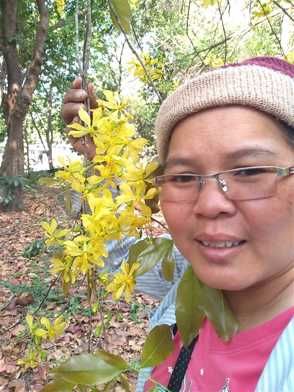 ขายเมล็ดช้างน้าว กำลังช้างสาร | เมล็ดพันธุ์ดี เกษตรวิถีไทย - เมืองระยอง ระยอง