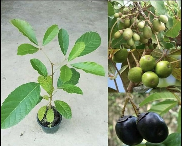 แนะนำไม้ผลดีๆจากแอฟริกา Vitex doniana (Sweet ) | สายทองพืชสมุนไพร - บางพลี สมุทรปราการ