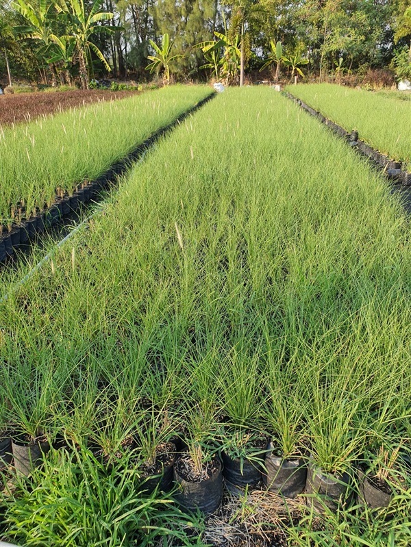 หญ้าน้ำพุ | สวนลุงไหว - องครักษ์ นครนายก