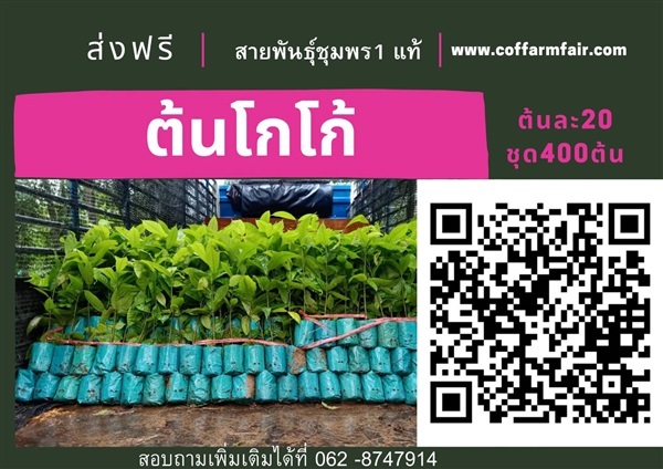 ต้นโกโก้ขายต้นละ20 ชุด400 ต้นส่งฟรี สายพันธุ์ชุมพร1แท้ ผลดก | สนั่นดังกล้าต้นไม้ - เมืองชุมพร ชุมพร