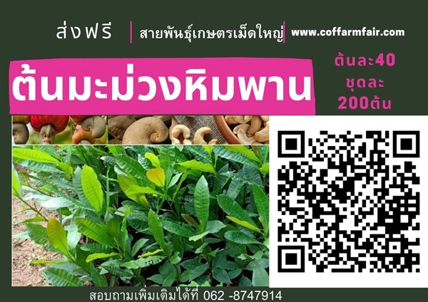 ต้นมะม่วงหิมพานต์เกษตรขายต้นละ40 ชุด200 ส่งฟรี เม็ดใหญ่ ลูกด