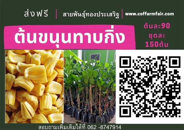 ต้นขนุนทองประเสริฐ ทาบกิ่งขายต้นละ90 ชุด150ต้น ส่งฟรี ลูกดก 