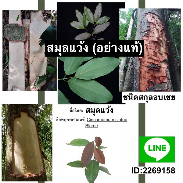 ต้น สมุลแว้ง (สกุลอบเชย) | นำชัย พรรณไม้ป่า+สมุนไพรหายาก - กุมภวาปี อุดรธานี