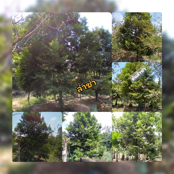ต้นล่ำซำ | นัฐชา พันธุ์ไม้ - ปราจีนบุรี