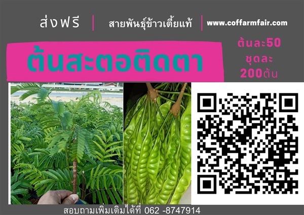 ส่งฟรีต้นสะตอติดตา ต้นละ50 ชุด200ต้น ฝักดก ต้นเตี้ย ให้ผลผลิ | สนั่นดังกล้าต้นไม้ - เมืองชุมพร ชุมพร