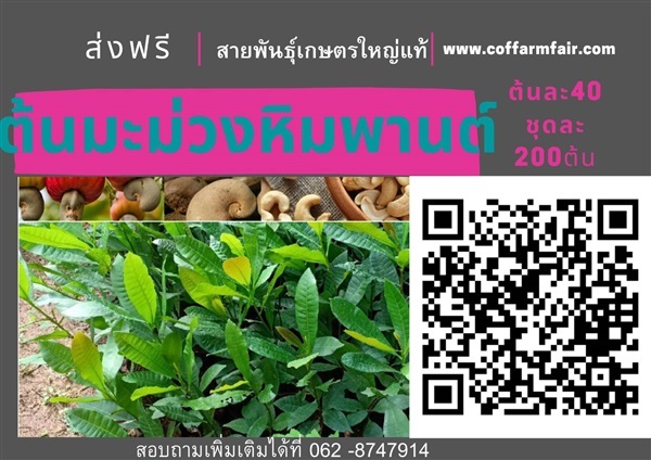 ส่งฟรีต้นมะม่วงหิมพานต์เกษตร ต้นละ40 ชุด200 เม็ดใหญ่ ลูกดก 