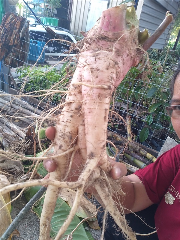 ขายรากโขมตากแห้ง | เมล็ดพันธุ์ดี เกษตรวิถีไทย - เมืองระยอง ระยอง