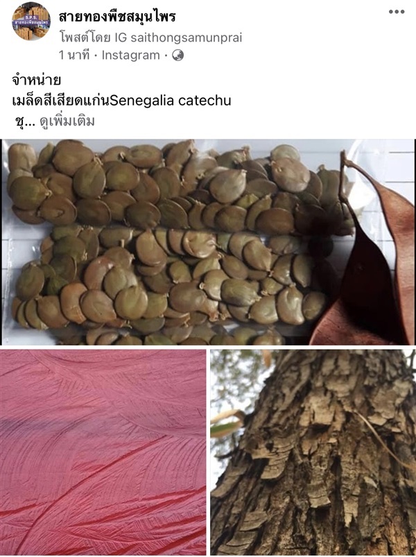  จำหน่าย เมล็ดสีเสียดแก่นSenegalia catechu   | สายทองพืชสมุนไพร - บางพลี สมุทรปราการ