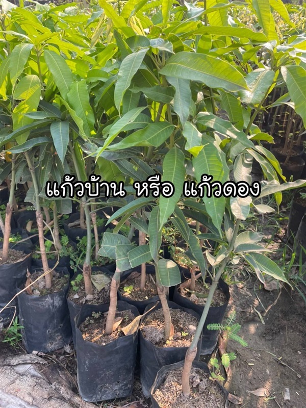 #มะม่วงแก้วบ้านหรือแก้วดอง  | Drenglish Garden มหาสารคาม - กันทรวิชัย มหาสารคาม