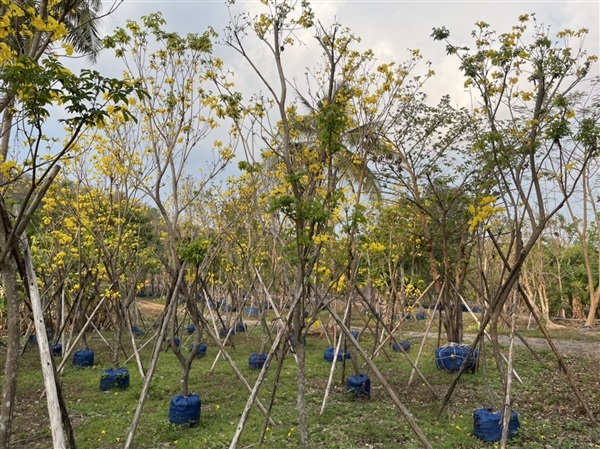 เหลืองอินเดีย **ราคาที่ระบุเป็นราคาเริ่มต้น  | สวนธนารมย์ - ศรีประจันต์ สุพรรณบุรี