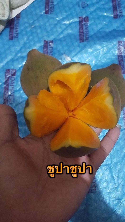 ชูปาชูปา | นานาพรรณไม้ - เมืองราชบุรี ราชบุรี