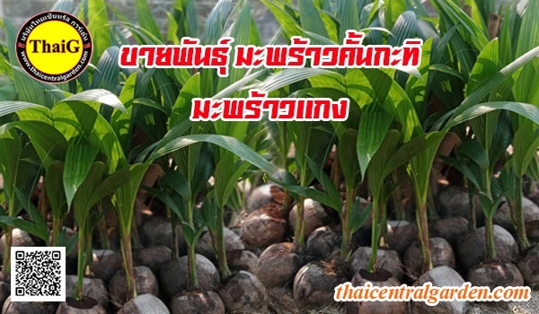 มะพร้าวคั้นกะทิ | สวนไทยจี - อู่ทอง สุพรรณบุรี