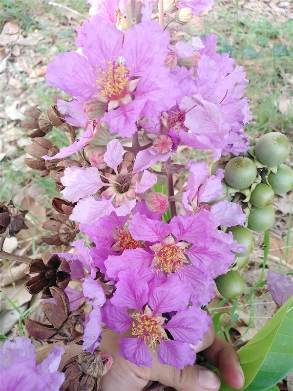 ขายเมล็ดอินทนิลม่วง | เมล็ดพันธุ์ดี เกษตรวิถีไทย - เมืองระยอง ระยอง