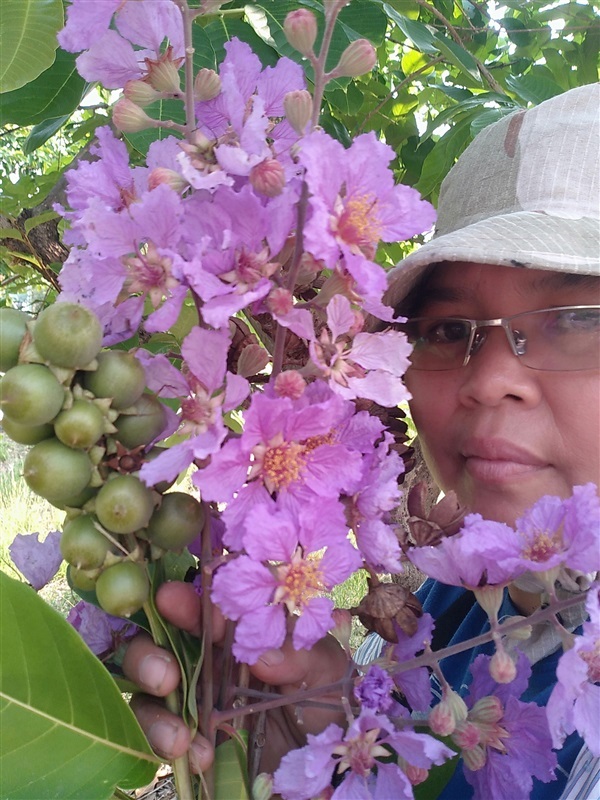 ขายเมล็ดอินทนิลม่วง | เมล็ดพันธุ์ดี เกษตรวิถีไทย - เมืองระยอง ระยอง