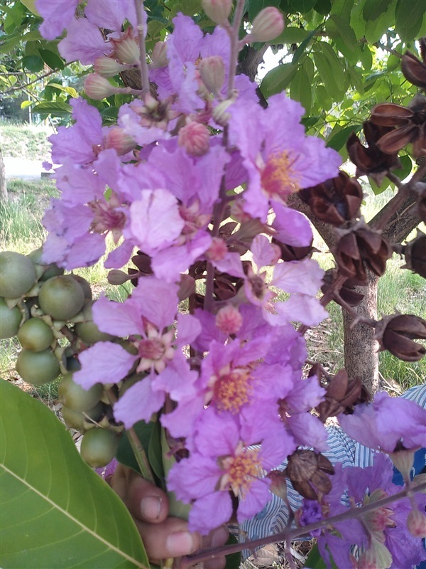 ขายเมล็ดอินทนิลม่วง | เมล็ดพันธุ์ดี เกษตรวิถีไทย - เมืองระยอง ระยอง