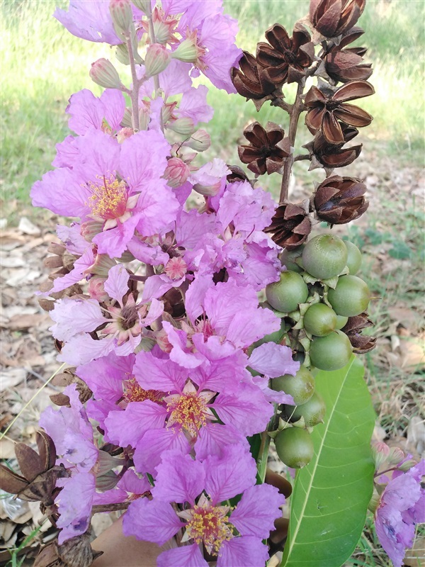 ขายเมล็ดอินทนิลม่วง | เมล็ดพันธุ์ดี เกษตรวิถีไทย - เมืองระยอง ระยอง