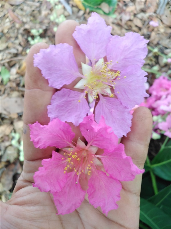 ขายเมล็ดอินทนิลสีชมพูและสีม่วง