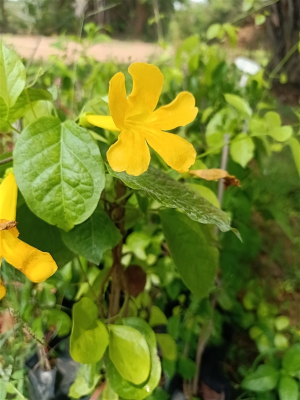 ต้นเหลืองชัชวาลย์ | สวนไพลินการ์เด้น - กบินทร์บุรี ปราจีนบุรี