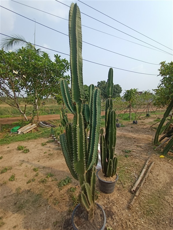 คอนโดนางฟ้ายักษ์ | สวนไพลินการ์เด้น - กบินทร์บุรี ปราจีนบุรี