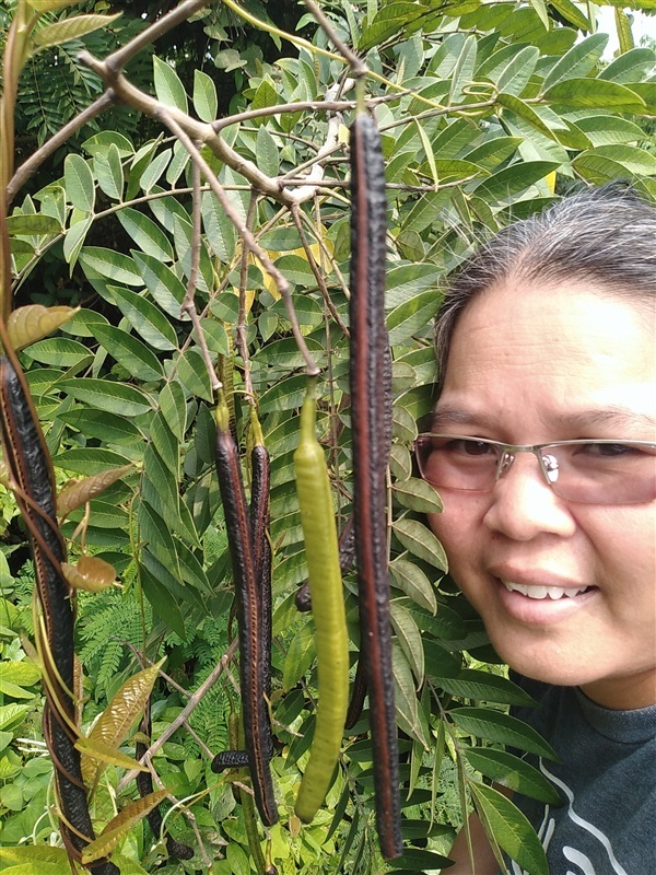 สุวรรณพฤกษ์ ทองนพคุณ ขี้เหล็กอเมริกัน | เมล็ดพันธุ์ดี เกษตรวิถีไทย - เมืองระยอง ระยอง