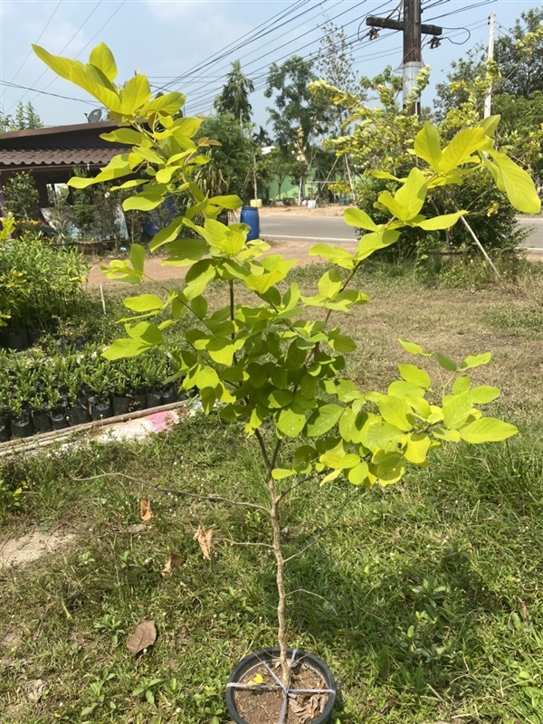 ชะแมบทอง หรือทองนพเก้า | ไอลดา - เมืองปราจีนบุรี ปราจีนบุรี