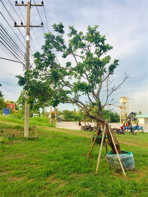 ต้นจิกน้ำ | บ้านวังกร่างพันธุ์ไม้ - บางมูลนาก พิจิตร