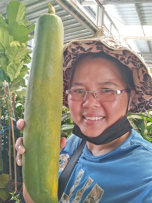 มะละกอพันธุ์ดำเนิน | เมล็ดพันธุ์ดี เกษตรวิถีไทย - เมืองระยอง ระยอง