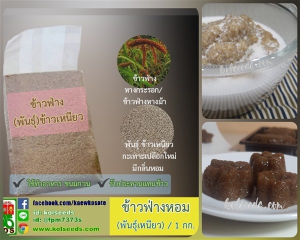 ข้าวฟ่างหอม พันธุ์ข้าวเหนียว สำหรับทำขนมกวน หลากหลายเมนู