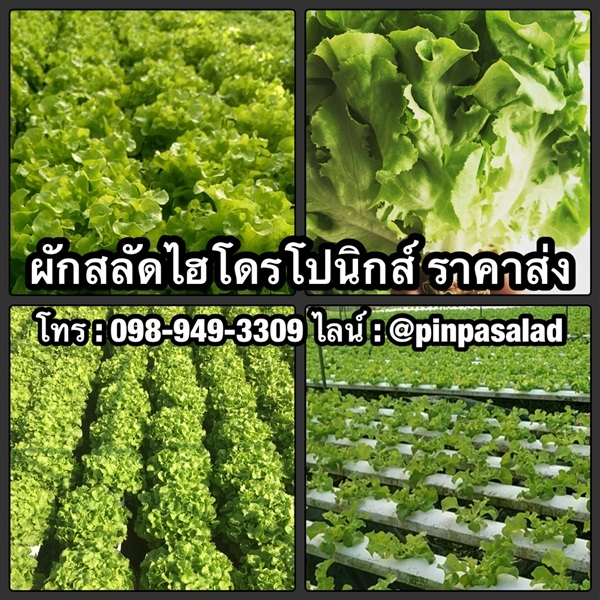 ผักสลัดไฮโดรโปนิกส์ ผักไฮโดรโปนิกส์ ราคาส่ง นนทบุรี