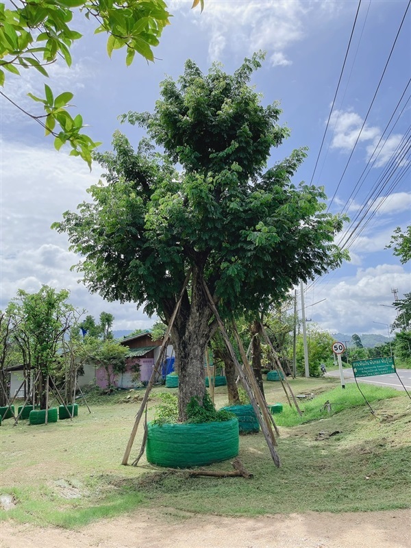 จามจุรี | สวนพันเงิน พันทอง -  สระบุรี