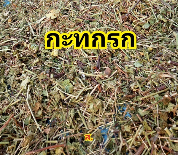 กะทกรก