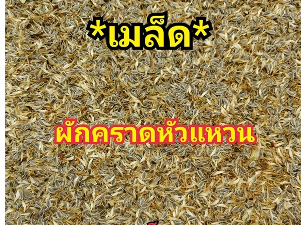 เมล็ดผักคราดหัวแหวน | สวนหทัยทิพย์ - วัดโบสถ์ พิษณุโลก