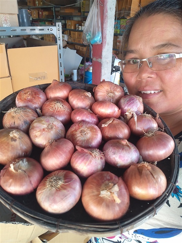 ขายหอมแขกพม่า | เมล็ดพันธุ์ดี เกษตรวิถีไทย - เมืองระยอง ระยอง