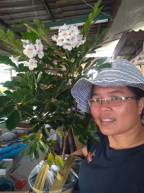 ปีบยูนาน | เมล็ดพันธุ์ดี เกษตรวิถีไทย - เมืองระยอง ระยอง